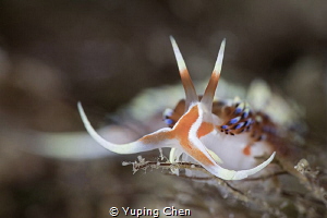 Aeolid Nudibranchs-Facelinidae/Anilao,Philippine/Canon 5D... by Yuping Chen 